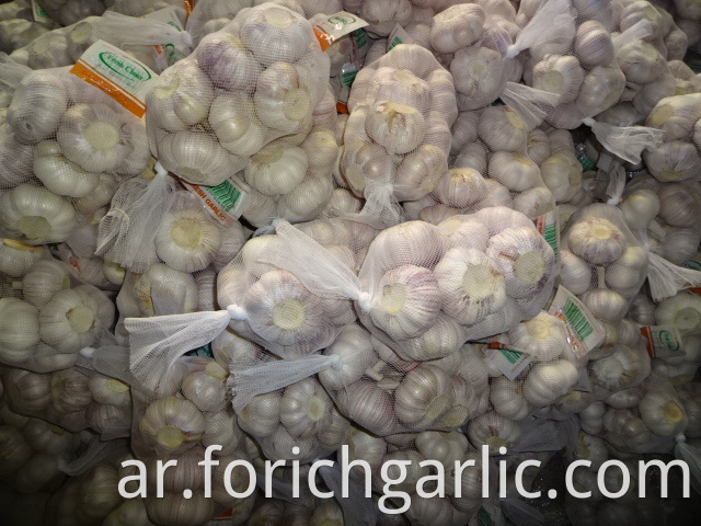 Normal Garlic Crop 2019